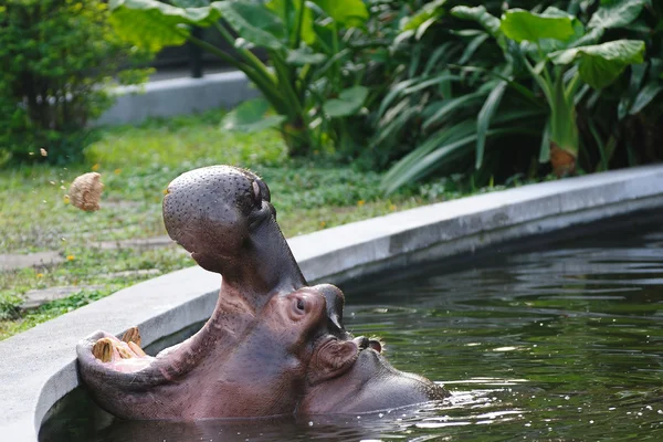 Hippopotamus amphibius — Stock fotografie
