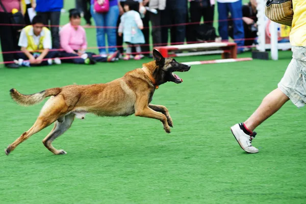 Polícia cão perseguidor ladrão — Fotografia de Stock