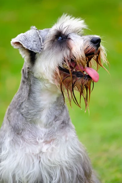 Cão Schnauzer miniatura — Fotografia de Stock