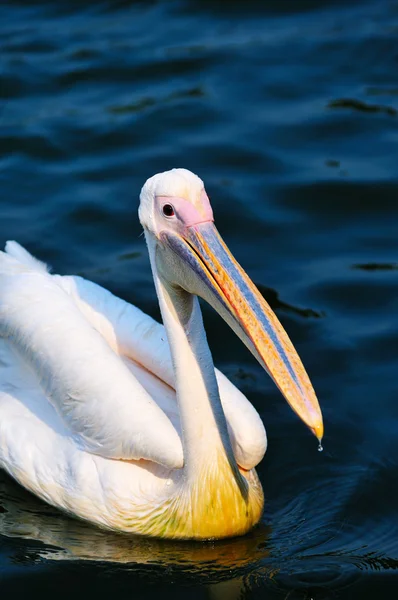 stock image Pelican bird