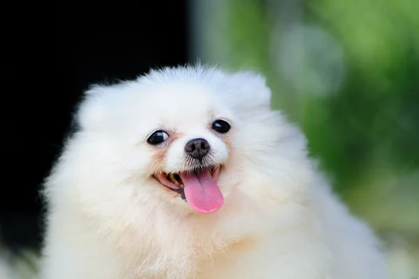 Küçük beyaz Pomeranya köpeği — Stok fotoğraf