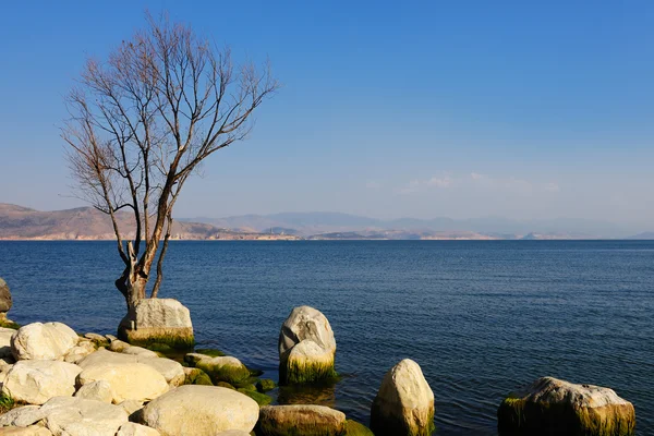 Tree and stones by the lake — Stock Photo, Image