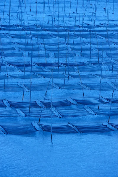 Seaweed farm — Stock Photo, Image