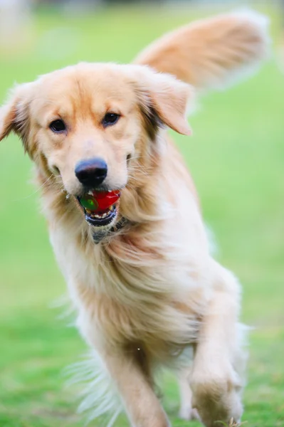 Golden Retriever hond loopt — Stockfoto
