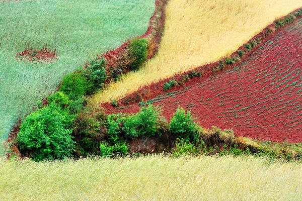 Wheat field landscape — Stock Photo, Image