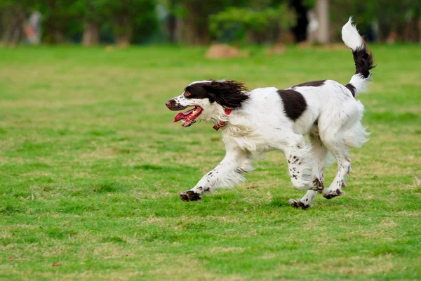 Springer cão correndo — Fotografia de Stock
