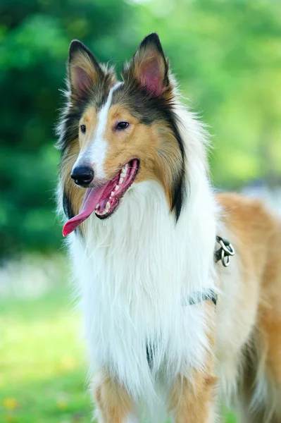 Collie áspero cão — Fotografia de Stock