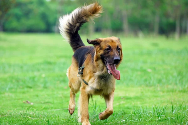 Perro corriendo — Foto de Stock