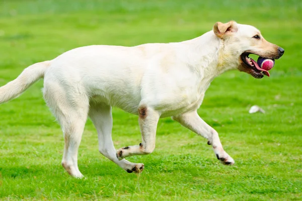 Perro labrador corriendo — Foto de Stock