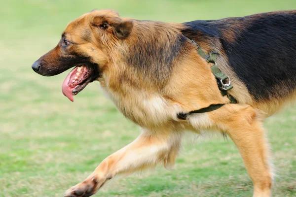 German Shepard dog running — Stock Photo, Image