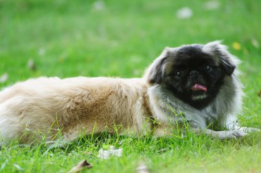 pekingese köpek çim üzerinde yalan