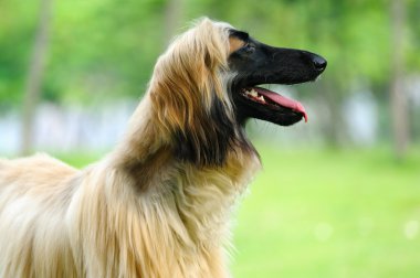 Afghan hound dog clipart