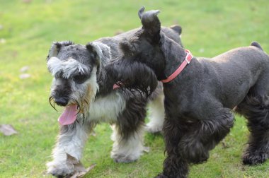 iki minyatür schnauzer köpek