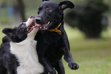 Two dogs playing clipart