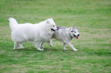 İki köpek.