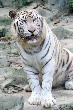 White tiger clipart