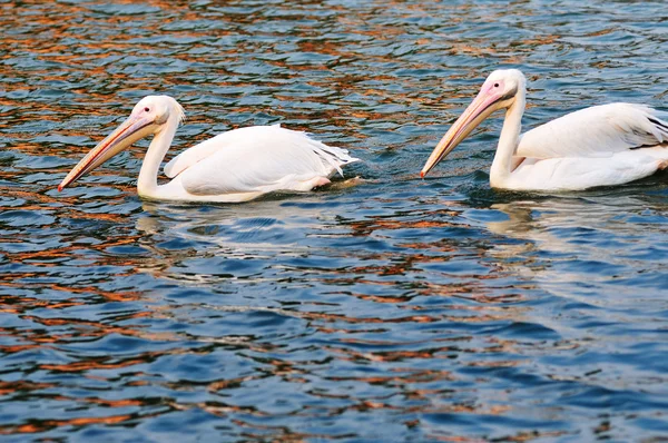 Yüzme iki Pelikan kuşlar — Stok fotoğraf