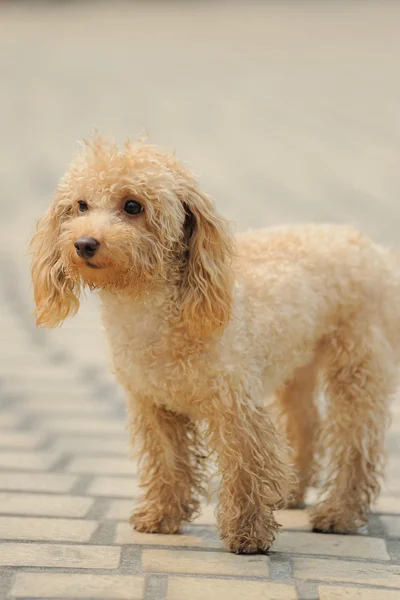 Oyuncak fino köpeği ayakta — Stok fotoğraf