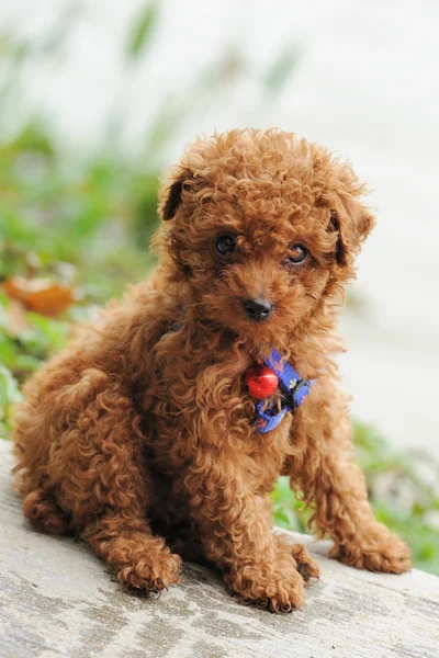 Brinquedo poodle cão — Fotografia de Stock