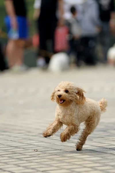 Spielzeug Pudel Hund läuft — Stockfoto