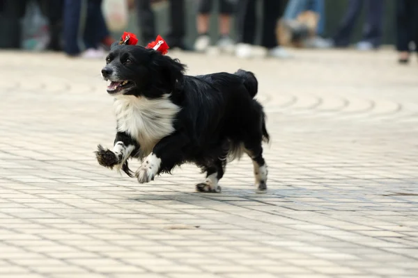 Szép kis kutya, futás — Stock Fotó
