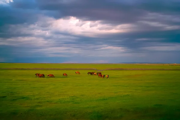 Hästar i gräsmark — Stockfoto