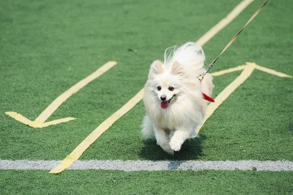 Blanco Pomeranian perro corriendo — Foto de Stock