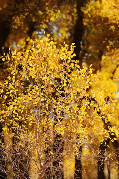 Маленькое дерево с жёлтыми листьями — стоковое фото