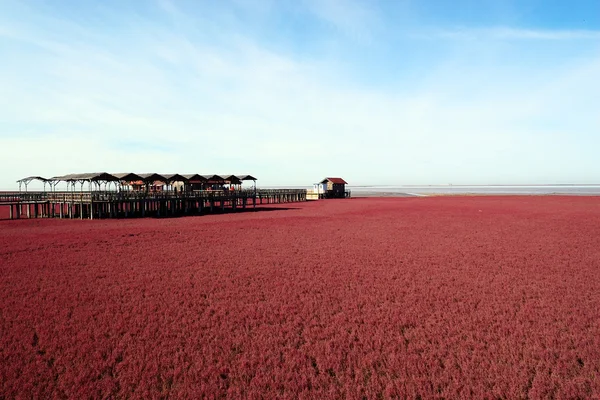 stock image Landscape of beach full of red plants