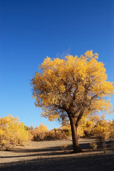 Yellow leaves tree — Stock Photo, Image