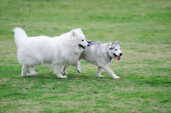 개 두 마리 — 스톡 사진