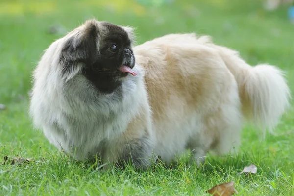 Pies pekińczyk leży na trawniku — Zdjęcie stockowe