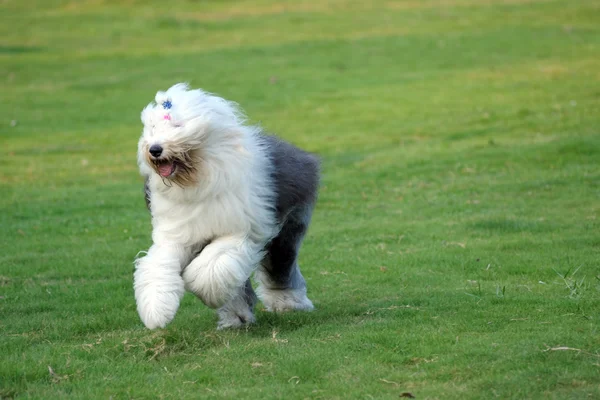 오래 된 영국 sheepdog — 스톡 사진