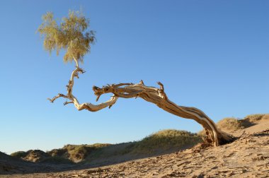 Single Diversifolia Populus tree