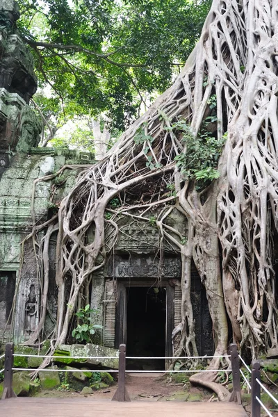 Camboja - Angkor - Ta Prohm templo — Fotografia de Stock