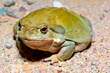 Sonoran Desert Toad 2 clipart