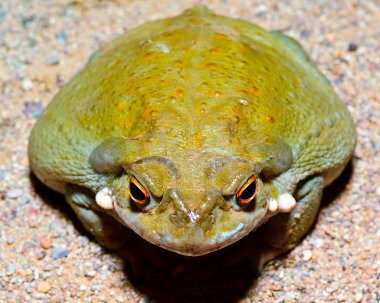 Sonoran Desert Toad 3 clipart