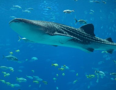 Whale Shark clipart