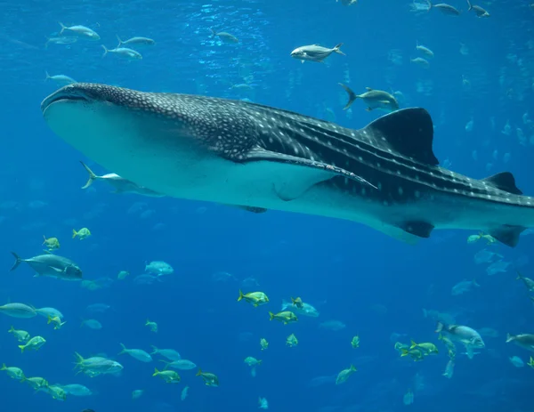 Rekin wielorybi — Zdjęcie stockowe