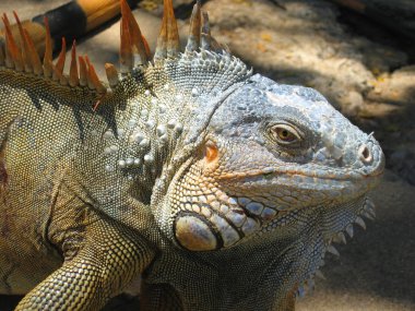 Iguana