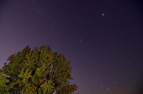 Drzewa i nocne niebo — Zdjęcie stockowe