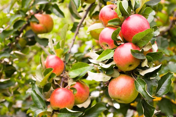 stock image Apple tree detail