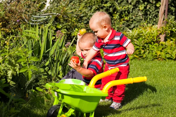 Маленькие братья наслаждаются садом — стоковое фото