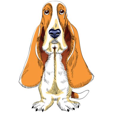 Vector dog Basset Hound breed clipart