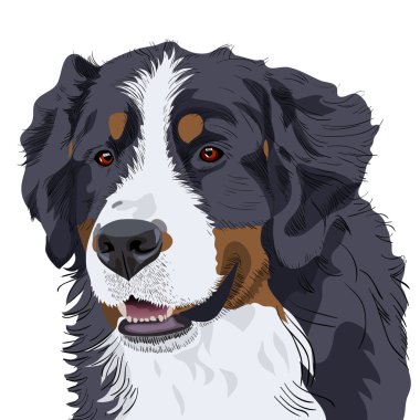 Vector Bernese Mountain Dog breed clipart