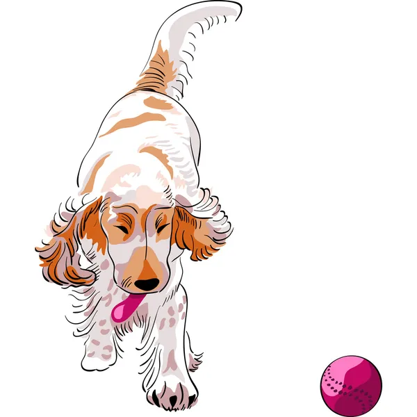 Perro de raza Spaniel juega con una bola roja — Vector de stock