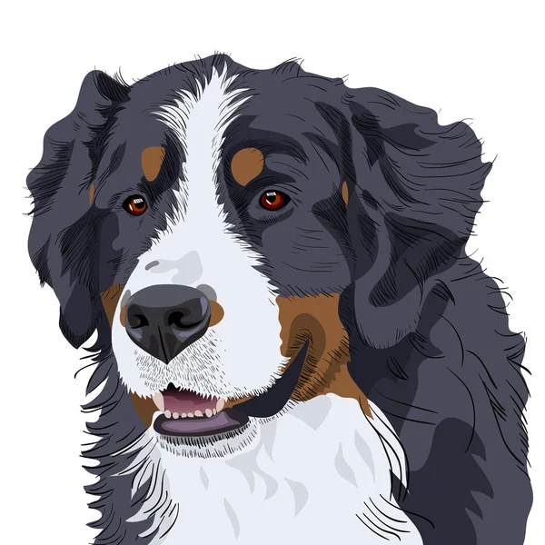 Vettore Bernese Mountain Dog razza — Vettoriale Stock