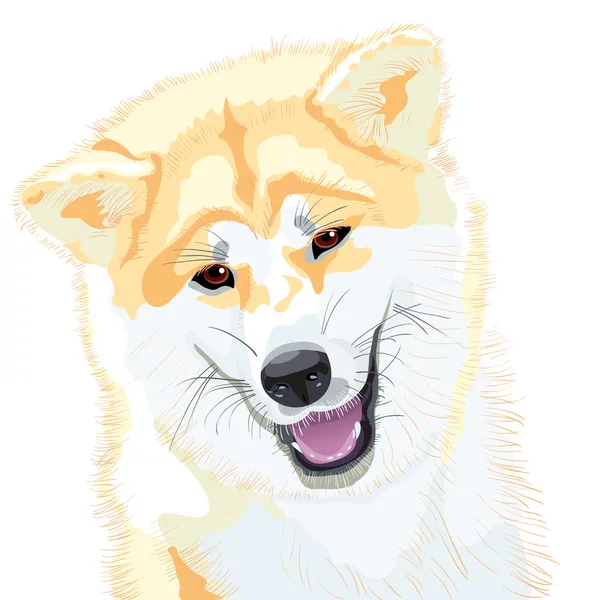 Vektör çizim akita Inu Japon köpek gülümsüyor — Stok Vektör