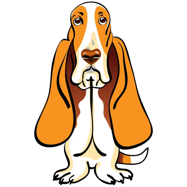 ベクトル犬バセットハウンドの品種 — ストックベクタ