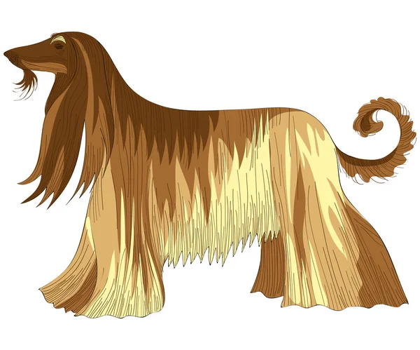 Anjing vektor Afghanistan anjing berkembang biak - Stok Vektor